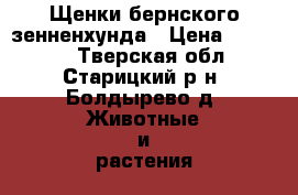 Щенки бернского зенненхунда › Цена ­ 20 000 - Тверская обл., Старицкий р-н, Болдырево д. Животные и растения » Собаки   